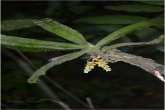 Pomatocalpa decipiens